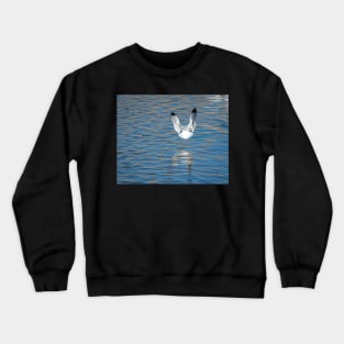 Ring Billed Gull in Landing Position by Debra Martz Crewneck Sweatshirt